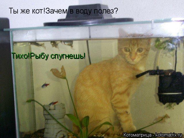 Котоматрица: Ты же кот!Зачем в воду полез Ты же кот!Зачем в воду полез? Тихо!Рыбу спугнешь!