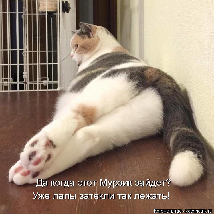 Да когда этот Мурзик зайдет? Уже лапы затекли так лежать!... Котоматрица: Да когда этот Мурзик зайдет? Уже лапы затекли так лежать!