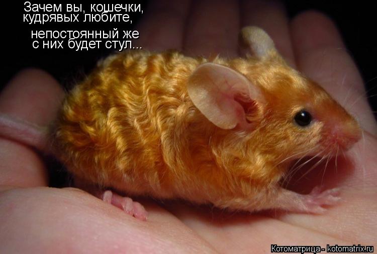 Зачем вы, кошечки, непостоянный же кудрявых любите, с них будет стул...... Котоматрица: Зачем вы, кошечки, непостоянный же кудрявых любите, с них будет стул...