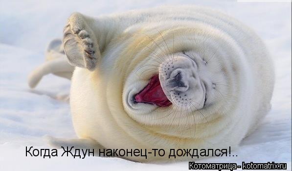 Когда Ждун наконец-то дождался!..... Котоматрица: Когда Ждун наконец-то дождался!..