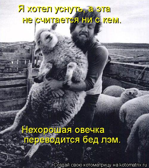 Я хотел уснуть, а эта не считается ни с кем. Нехорошая овечка переводится бед лэм.... Котоматрица: Я хотел уснуть, а эта не считается ни с кем. Нехорошая овечка переводится бед лэм.