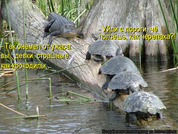 ползёшь, как черепаха?! - Уйди с дороги, чё - Так онемел от ужаса: вы, девки, страшные, как крокоди... Котоматрица: ползёшь, как черепаха?! - Уйди с дороги, чё - Так онемел от ужаса: вы, девки, страшные, как крокодилы...
