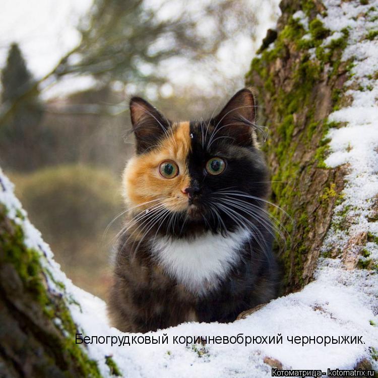Белогрудковый коричневобрюхий чернорыжик.... Котоматрица: Белогрудковый коричневобрюхий чернорыжик.
