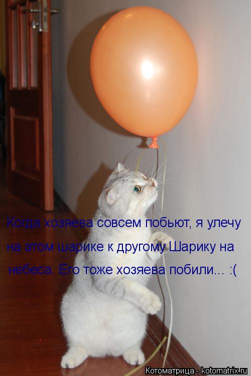 Когда хозяева совсем побьют, я улечу на этом шарике к другому Шарику на небеса. Его тоже хозяева поби... Котоматрица: Когда хозяева совсем побьют, я улечу на этом шарике к другому Шарику на небеса. Его тоже хозяева побили... :(