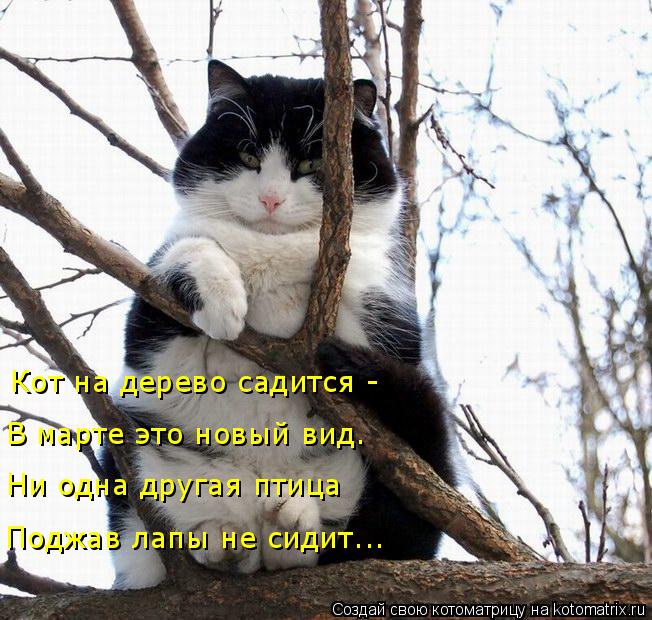 Котоматрица: Кот на дерево садится - В марте это новый вид.  Ни одна другая птица  Поджав лапы не сидит...