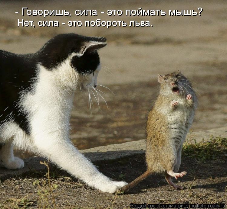 Котоматрица: - Говоришь, сила - это поймать мышь? Нет, сила - это побороть льва.