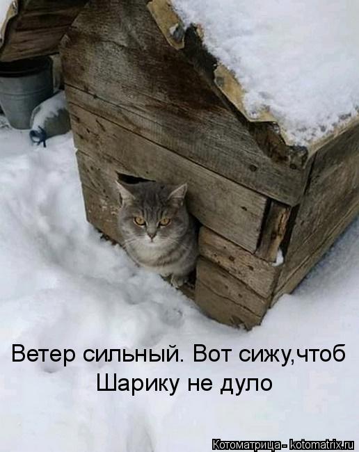 Ветер сильный. Вот сижу,чтоб Шарику не дуло... Котоматрица: Ветер сильный. Вот сижу,чтоб Шарику не дуло