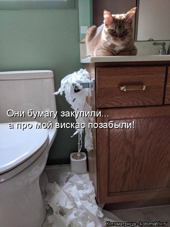 Они бумагу закупили... а про мой вискас позабыли!... Котоматрица: Они бумагу закупили... а про мой вискас позабыли!
