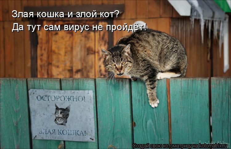 Злая кошка и злой кот? Да тут сам вирус не пройдёт!... Котоматрица: Злая кошка и злой кот? Да тут сам вирус не пройдёт!