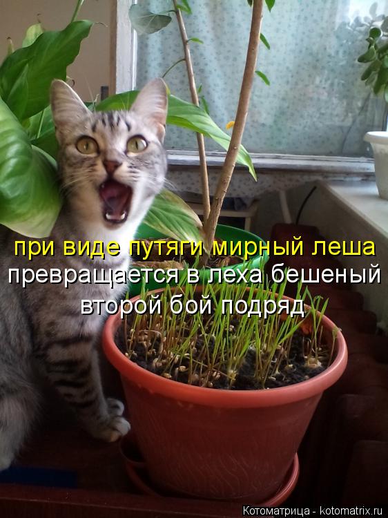 при виде путяги мирный леша превращается в леха бешеный второй бой подряд... Котоматрица: при виде путяги мирный леша превращается в леха бешеный второй бой подряд