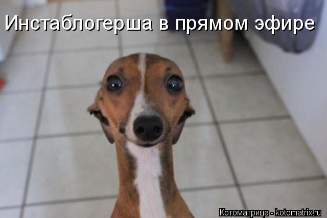 Инстаблогерша в прямом эфире... Котоматрица: Инстаблогерша в прямом эфире