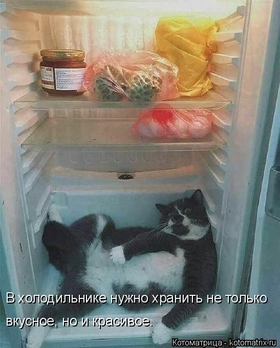 В холодильнике нужно хранить не только вкусное, но и красивое.... Котоматрица: В холодильнике нужно хранить не только вкусное, но и красивое.