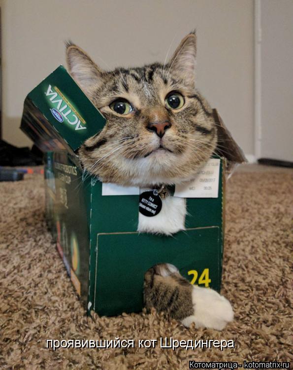 Котоматрица: проявившийся кот Шредингера