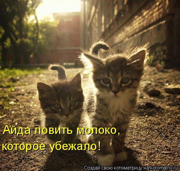 Айда ловить молоко, которое убежало!... Котоматрица: Айда ловить молоко, которое убежало!