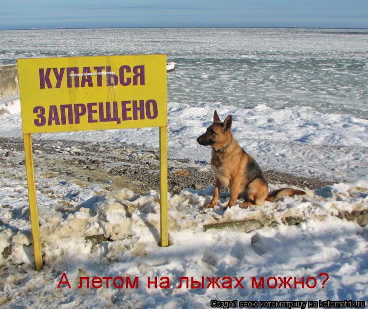 А летом на лыжах можно?... Котоматрица: А летом на лыжах можно?