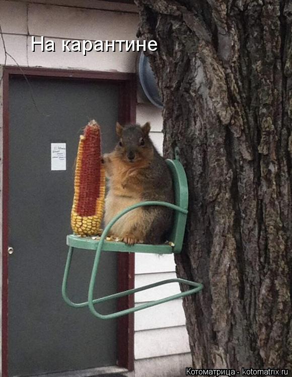 На карантине... Котоматрица: На карантине