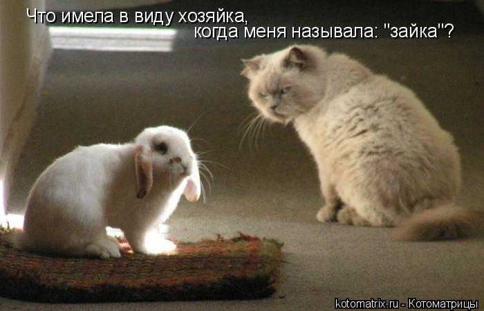 когда меня называла: "зайка"? Что имела в виду хозяйка,... Котоматрица: когда меня называла: "зайка"? Что имела в виду хозяйка,