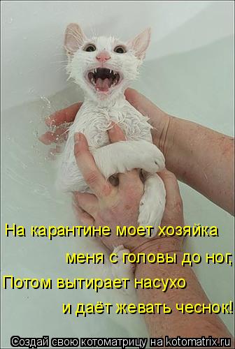 На карантине моет хозяйка меня с головы до ног, Потом вытирает насухо и даёт жевать чеснок!... Котоматрица: На карантине моет хозяйка меня с головы до ног, Потом вытирает насухо и даёт жевать чеснок!
