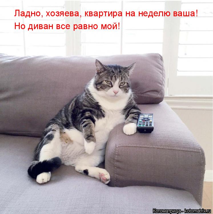 Ладно, хозяева, квартира на неделю ваша! Но диван все равно мой!... Котоматрица: Ладно, хозяева, квартира на неделю ваша! Но диван все равно мой!