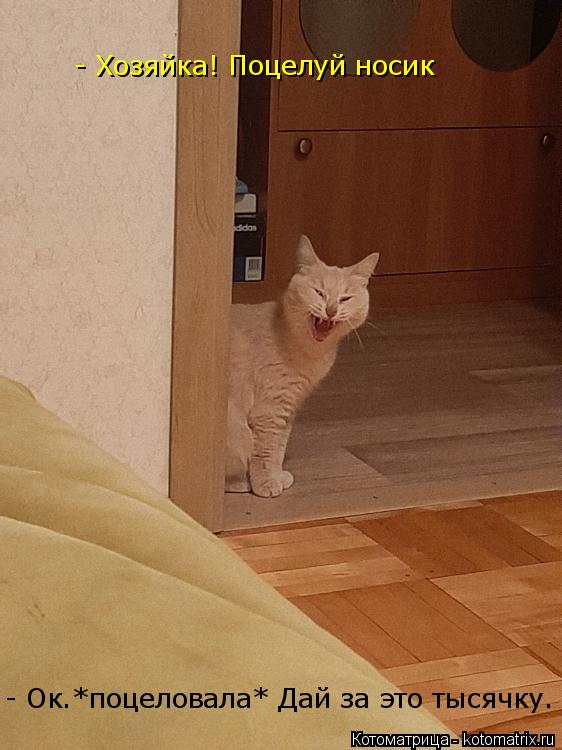 - Хозяйка! Поцелуй носик - Ок.*поцеловала* Дай за это тысячку.... Котоматрица: - Хозяйка! Поцелуй носик - Ок.*поцеловала* Дай за это тысячку.