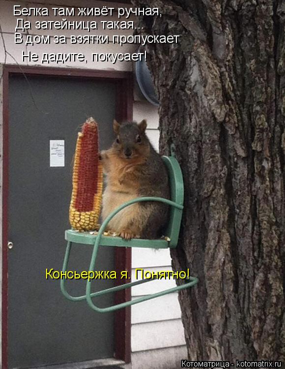 Белка там живёт ручная, Да затейница такая... В дом за взятки пропускает Не дадите, покусает! Консьер... Котоматрица: Белка там живёт ручная, Да затейница такая... В дом за взятки пропускает Не дадите, покусает! Консьержка я. Понятно!