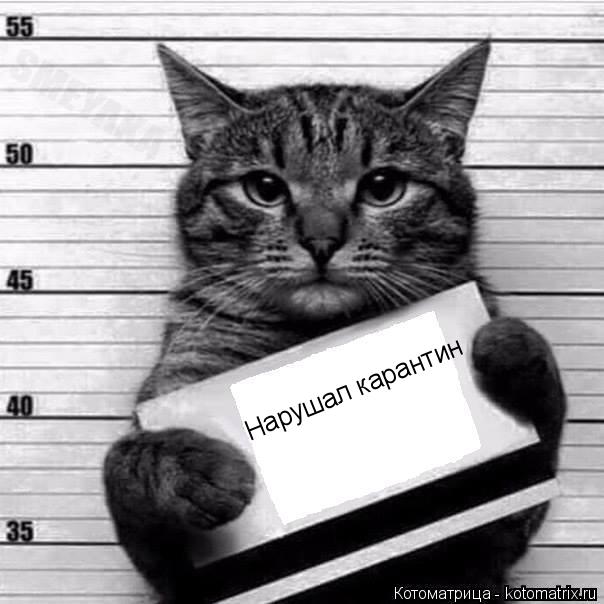 Нарушал карантин... Котоматрица: Нарушал карантин