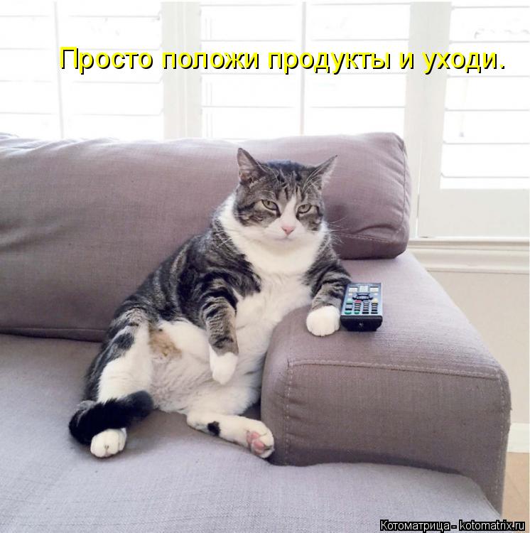 Просто положи продукты и уходи.... Котоматрица: Просто положи продукты и уходи.