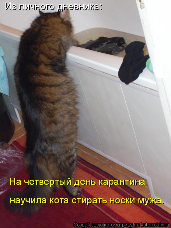 Из личного дневника: На четвертый день карантина научила кота стирать носки мужа.... Котоматрица: Из личного дневника: На четвертый день карантина научила кота стирать носки мужа.