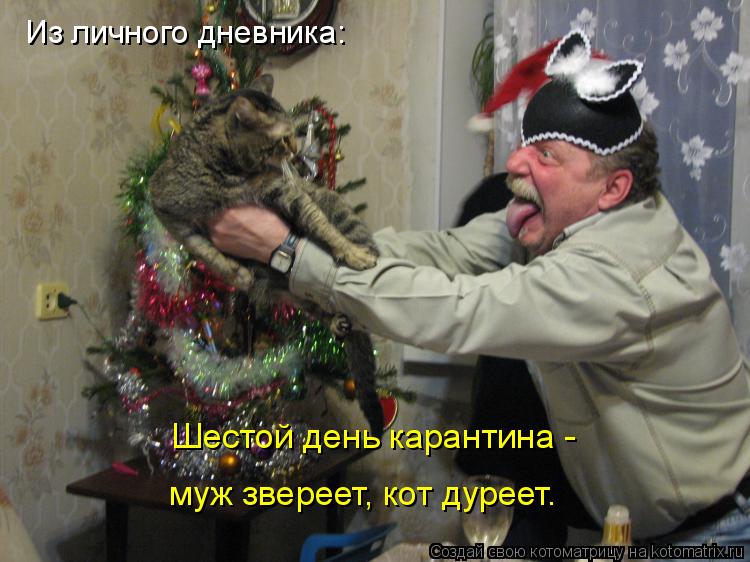Из личного дневника: Шестой день карантина - муж звереет, кот дуреет.... Котоматрица: Из личного дневника: Шестой день карантина - муж звереет, кот дуреет.