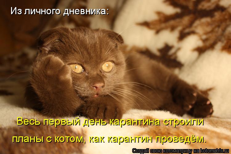 Из личного дневника: Весь первый день карантина строили планы с котом, как карантин проведём.... Котоматрица: Из личного дневника: Весь первый день карантина строили планы с котом, как карантин проведём.