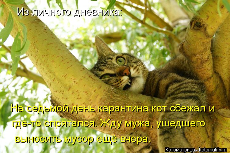 Из личного дневника: На седьмой день карантина кот сбежал и где-то спрятался. Жду мужа, ушедшего вы... Котоматрица: Из личного дневника: На седьмой день карантина кот сбежал и где-то спрятался. Жду мужа, ушедшего выносить мусор ещё вчера.
