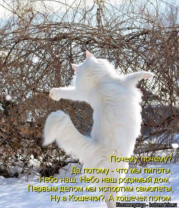 Ну а Кошечки?, А кошечек потом Первым делом мы испортим самолеты, Небо наш, Небо наш родимый дом, Да ... Котоматрица: Ну а Кошечки?, А кошечек потом Первым делом мы испортим самолеты, Небо наш, Небо наш родимый дом, Да потому - что мы пилоты, Почему, почему?