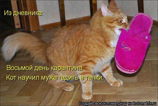 Из дневника: Восьмой день карантина Кот научил мужа гадить в тапки.... Котоматрица: Из дневника: Восьмой день карантина Кот научил мужа гадить в тапки.