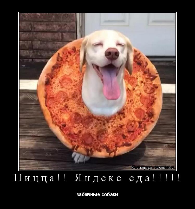 Котоматрица: Пицца!! Яндекс еда!!!!! забавные собаки