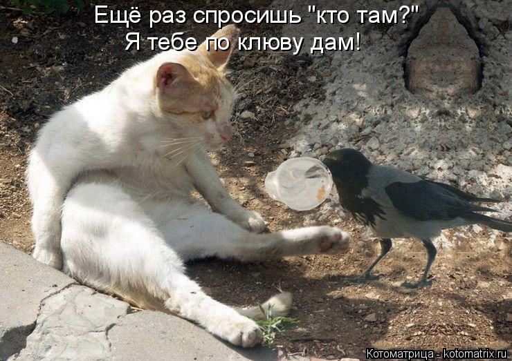 Ещё раз спросишь "кто там?" Я тебе по клюву дам!... Котоматрица: Ещё раз спросишь "кто там?" Я тебе по клюву дам!