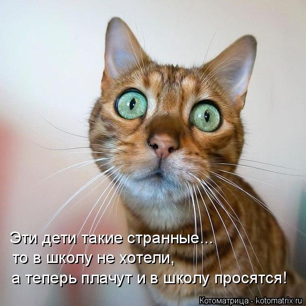 Эти дети такие странные... то в школу не хотели, а теперь плачут и в школу просятся!... Котоматрица: Эти дети такие странные... то в школу не хотели, а теперь плачут и в школу просятся!