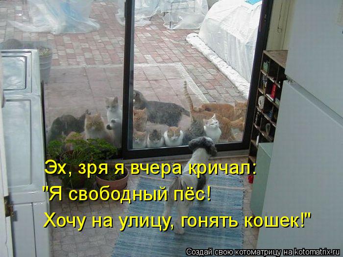 Эх, зря я вчера кричал: "Я свободный пёс! Хочу на улицу, гонять кошек!"... Котоматрица: Эх, зря я вчера кричал: "Я свободный пёс! Хочу на улицу, гонять кошек!"