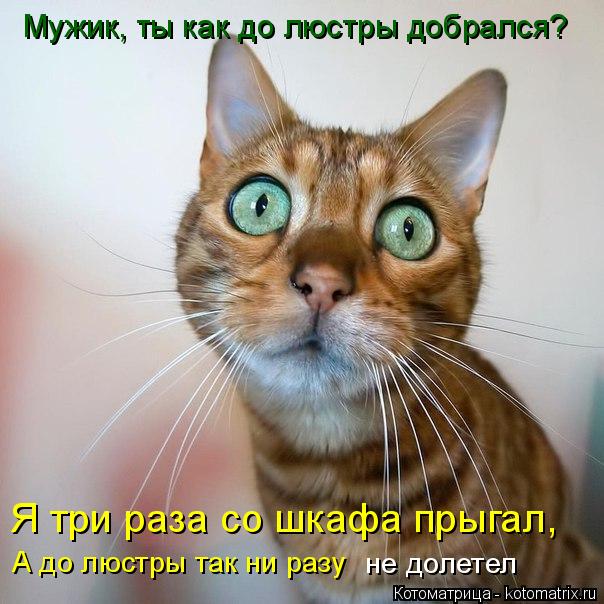 Мужик, ты как до люстры добрался? А до люстры так ни разу не долетел Я три раза со шкафа прыгал,... Котоматрица: Мужик, ты как до люстры добрался? А до люстры так ни разу не долетел Я три раза со шкафа прыгал,
