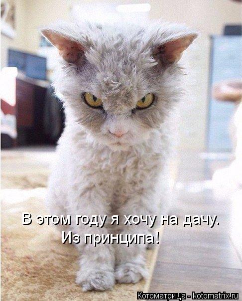 В этом году я хочу на дачу. Из принципа!... Котоматрица: В этом году я хочу на дачу. Из принципа!