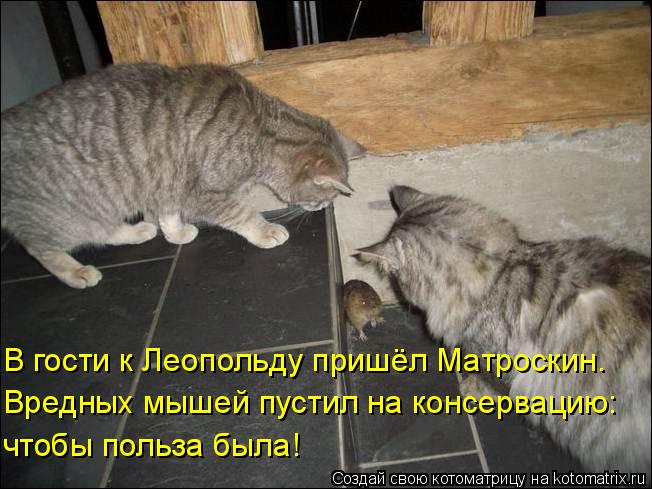 В гости к Леопольду пришёл Матроскин. Вредных мышей пустил на консервацию: чтобы польза была!... Котоматрица: В гости к Леопольду пришёл Матроскин. Вредных мышей пустил на консервацию: чтобы польза была!