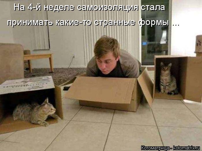 На 4-й неделе самоизоляция стала принимать какие-то странные формы ...... Котоматрица: На 4-й неделе самоизоляция стала принимать какие-то странные формы ...
