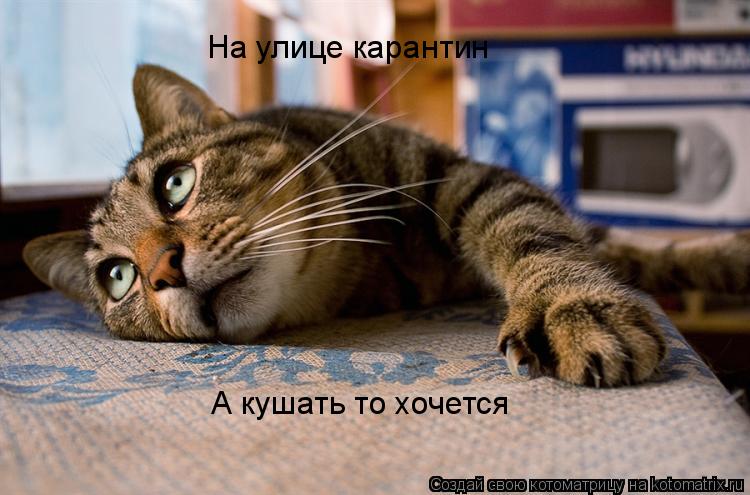 На улице карантин А кушать то хочется... Котоматрица: На улице карантин А кушать то хочется