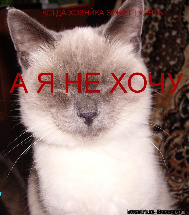 КОГДА ХОЗЯЙКА ЗОВЁТ ГУЛЯТЬ А Я НЕ ХОЧУ... Котоматрица: КОГДА ХОЗЯЙКА ЗОВЁТ ГУЛЯТЬ А Я НЕ ХОЧУ
