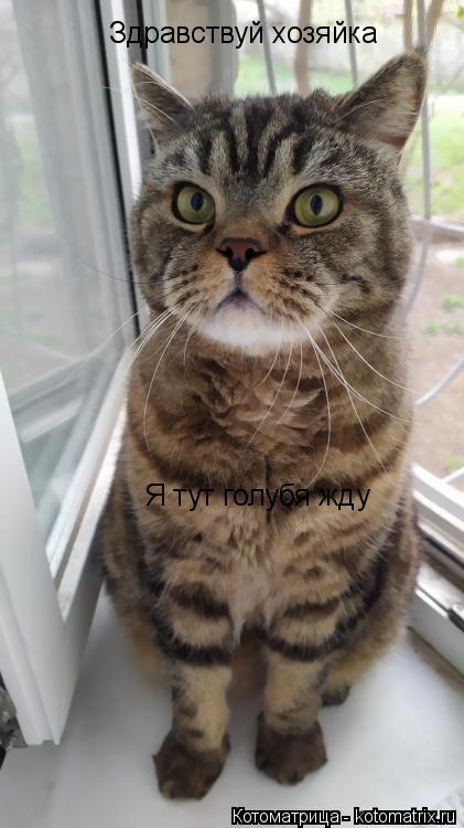 Здравствуй хозяйка Я тут голубя жду... Котоматрица: Здравствуй хозяйка Я тут голубя жду