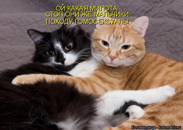 ОЙ КАКАЯ МИЛОТА СТОП ОНИ ЖЕ МАЛЬЧИКИ ПОХОДУ ГОМОСЕКСУАЛЫ... Котоматрица: ОЙ КАКАЯ МИЛОТА СТОП ОНИ ЖЕ МАЛЬЧИКИ ПОХОДУ ГОМОСЕКСУАЛЫ
