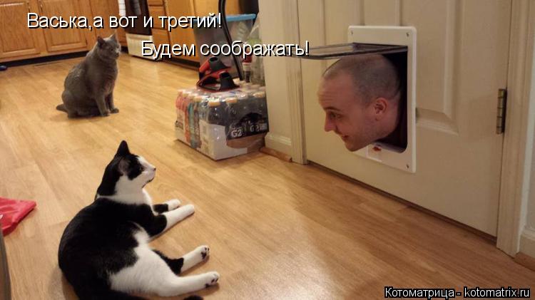 Васька,а вот и третий! Будем соображать!... Котоматрица: Васька,а вот и третий! Будем соображать!