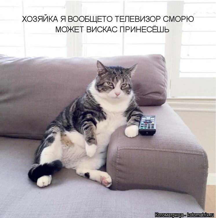 ХОЗЯЙКА Я ВООБЩЕТО ТЕЛЕВИЗОР СМОРЮ МОЖЕТ ВИСКАС ПРИНЕСЁШЬ... Котоматрица: ХОЗЯЙКА Я ВООБЩЕТО ТЕЛЕВИЗОР СМОРЮ МОЖЕТ ВИСКАС ПРИНЕСЁШЬ
