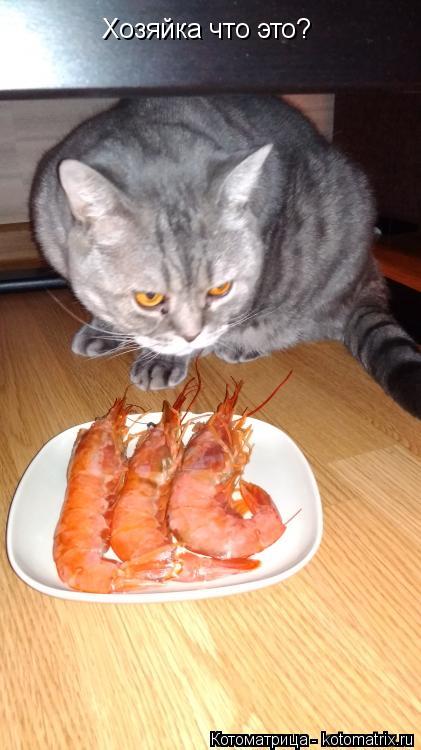 Хозяйка что это?... Котоматрица: Хозяйка что это?