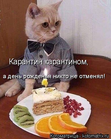 Карантин карантином, а день рожденья никто не отменял!... Котоматрица: Карантин карантином, а день рожденья никто не отменял!