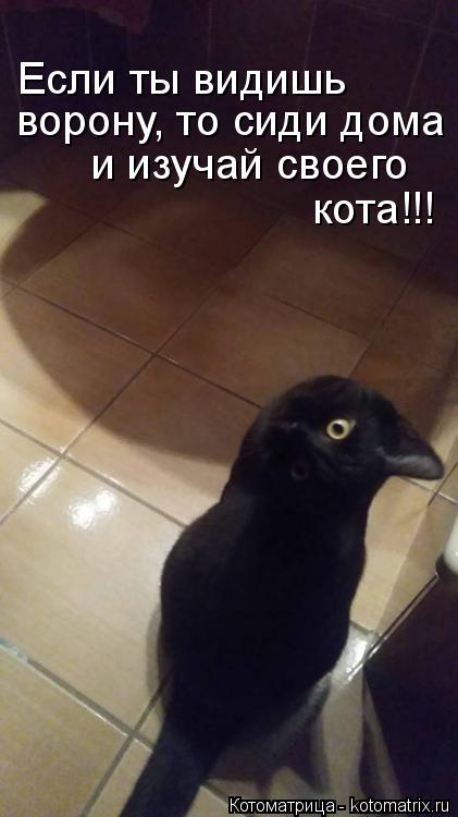 Если ты видишь ворону, то сиди дома и изучай своего кота!!!... Котоматрица: Если ты видишь ворону, то сиди дома и изучай своего кота!!!